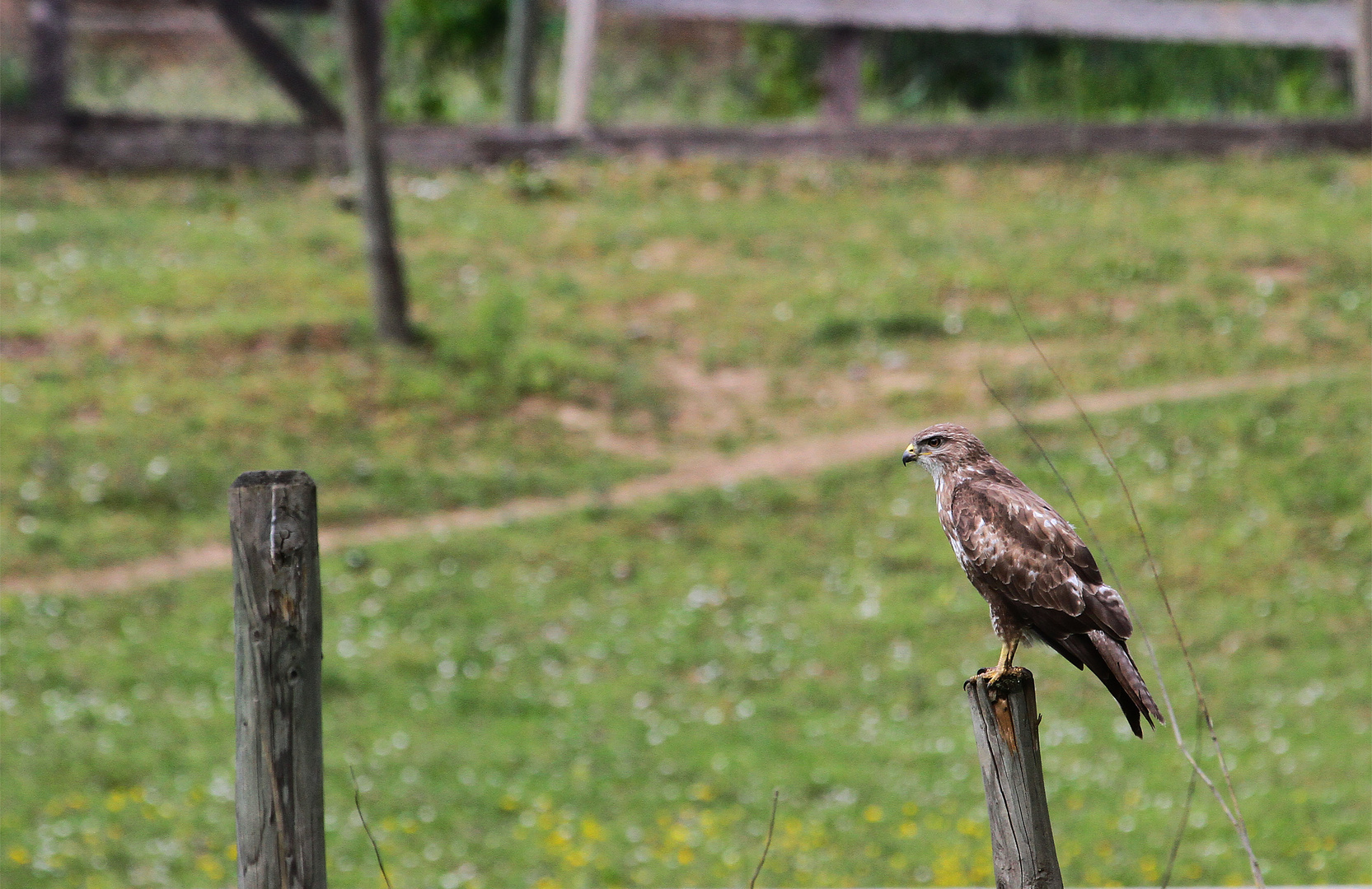 Mäusebussard im Mondorfer Hafen