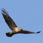 Mäusebussard im morgendlichen Aufwind