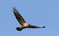 Mäusebussard im morgendlichen Aufwind