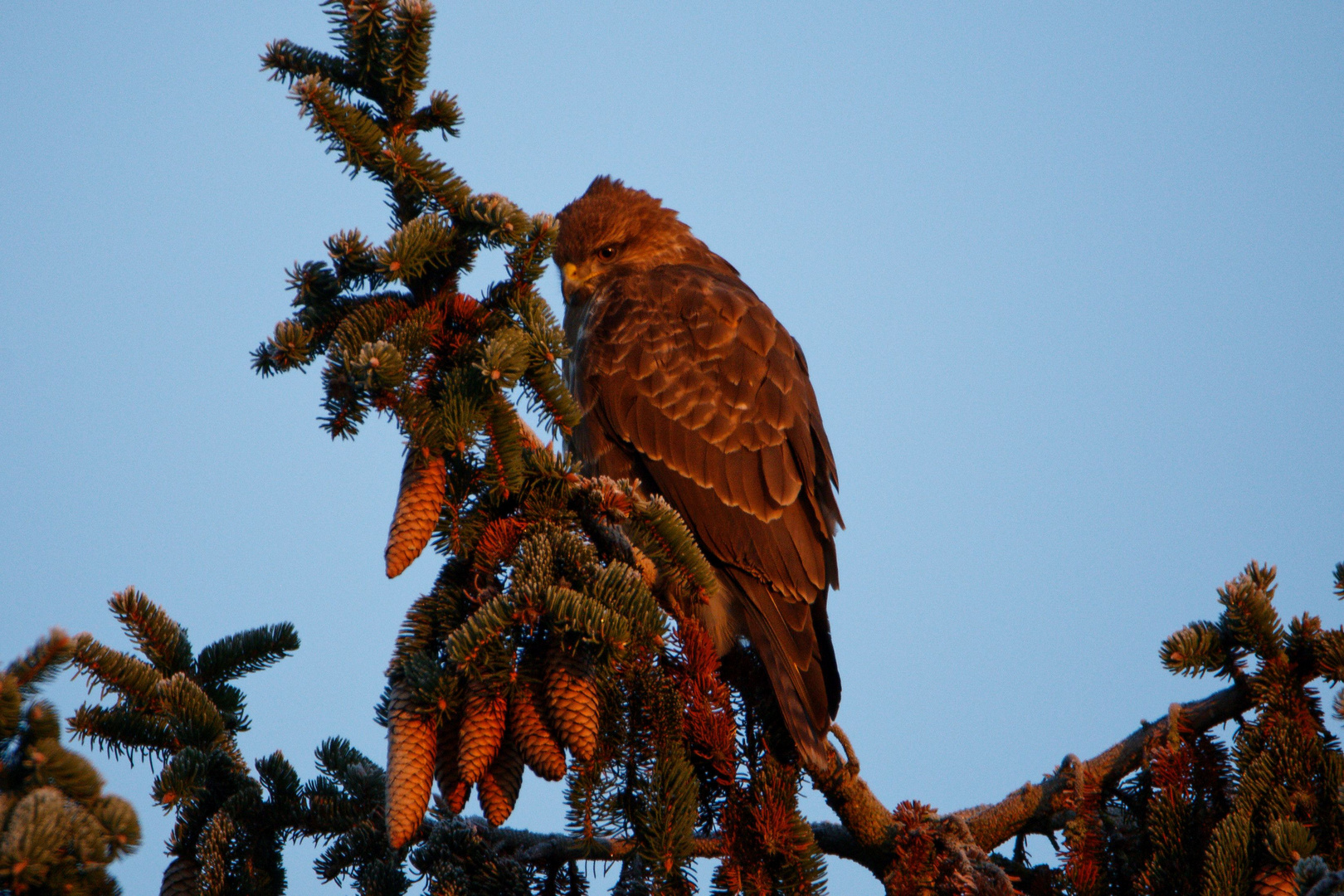 Mäusebussard im Morgenlicht