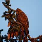 Mäusebussard im Morgenlicht