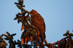 Mäusebussard im Morgenlicht