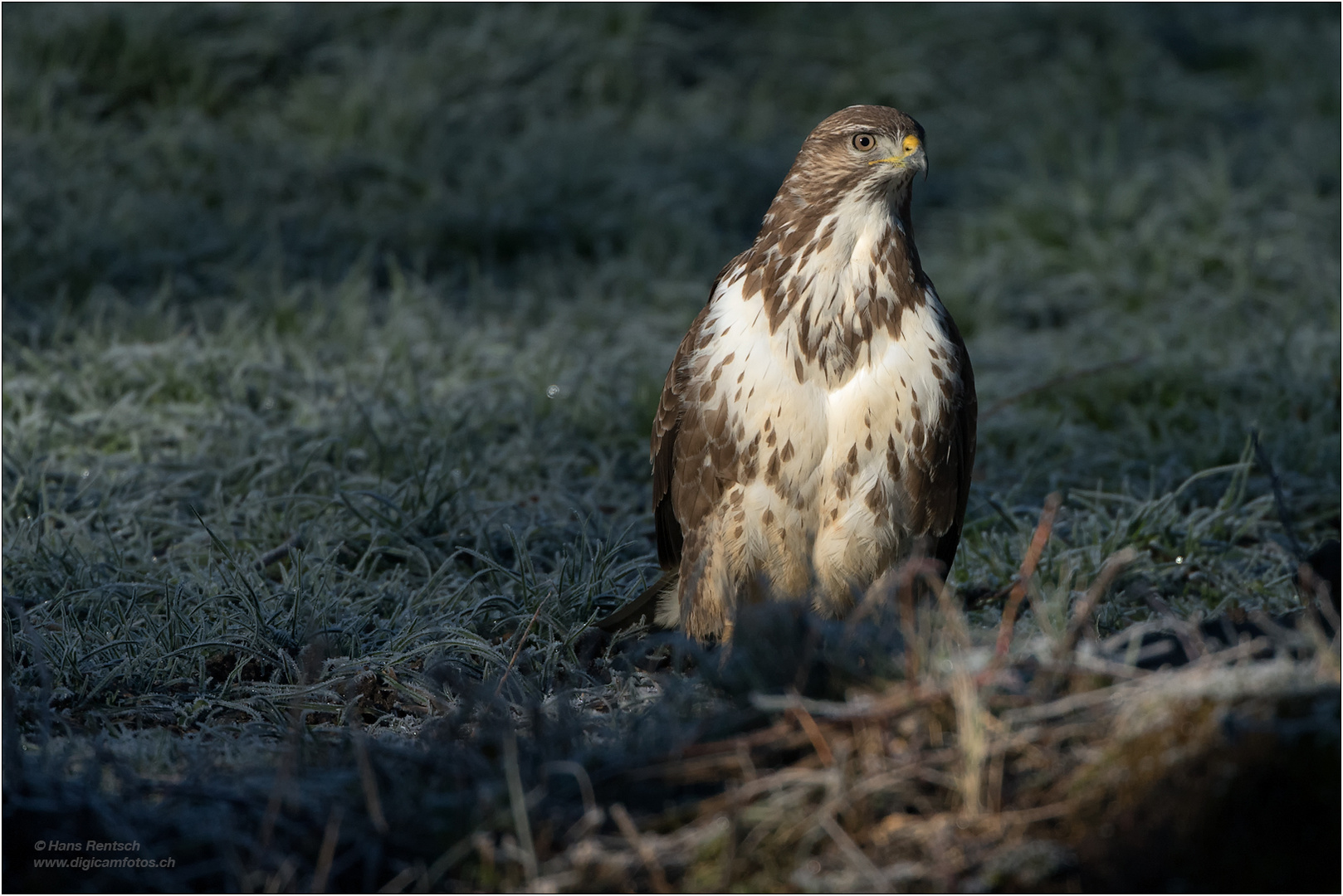 Mäusebussard im Morgenlicht