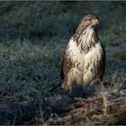 Mäusebussard im Morgenlicht