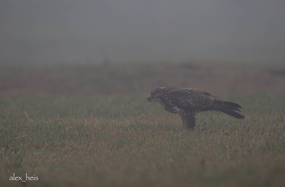 Mäusebussard im Nebel