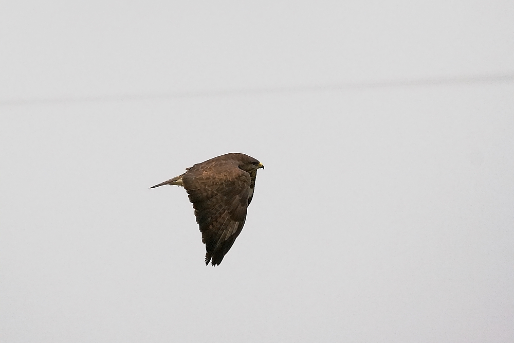 Mäusebussard im Nebel