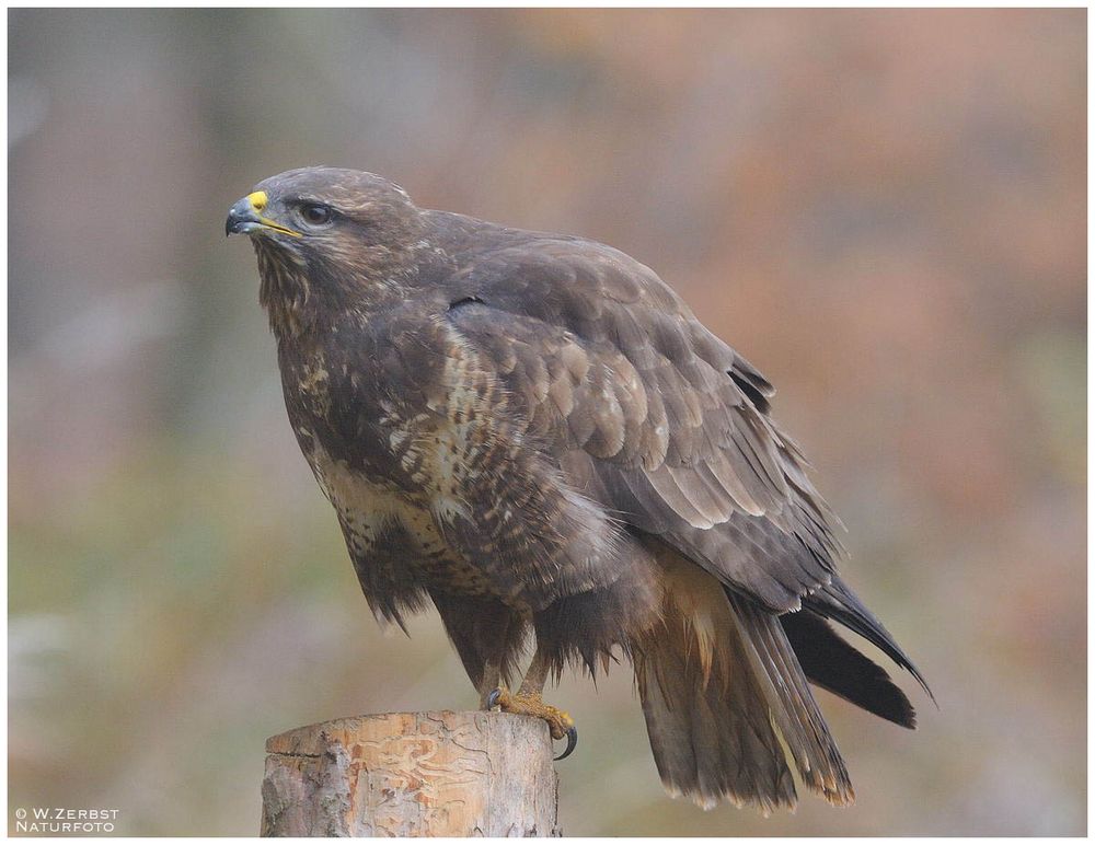 - Mäusebussard im Novembernebel - ( Buteo buteo )