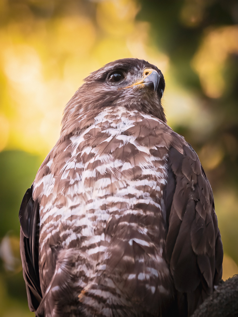 Mäusebussard im Porträt