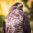 Mäusebussard im Porträt