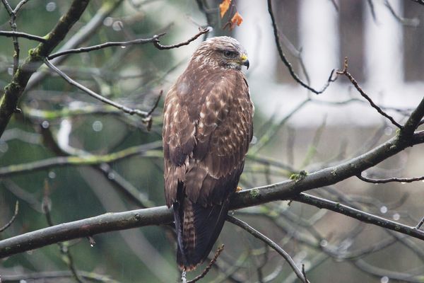 Mäusebussard im Regen 22.12.2023