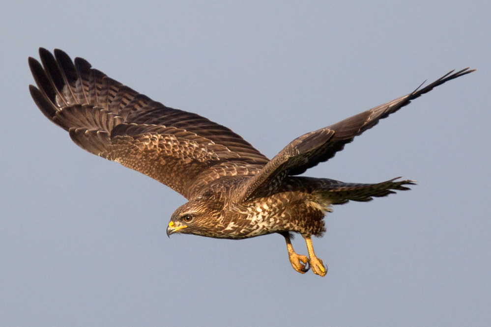 Mäusebussard im Rüttelflug