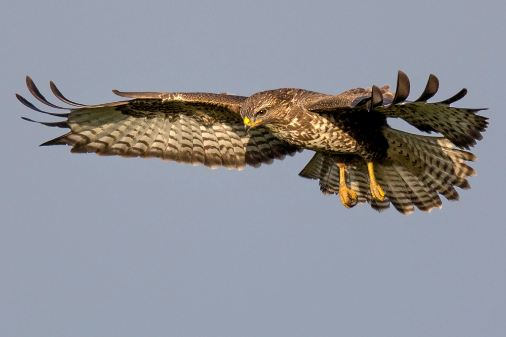 Mäusebussard im Rüttelflug 2