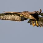 Mäusebussard im Rüttelflug 2