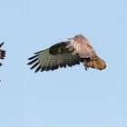 Mäusebussard im Rüttelflug