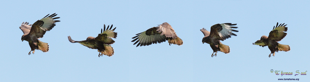 Mäusebussard im Rüttelflug