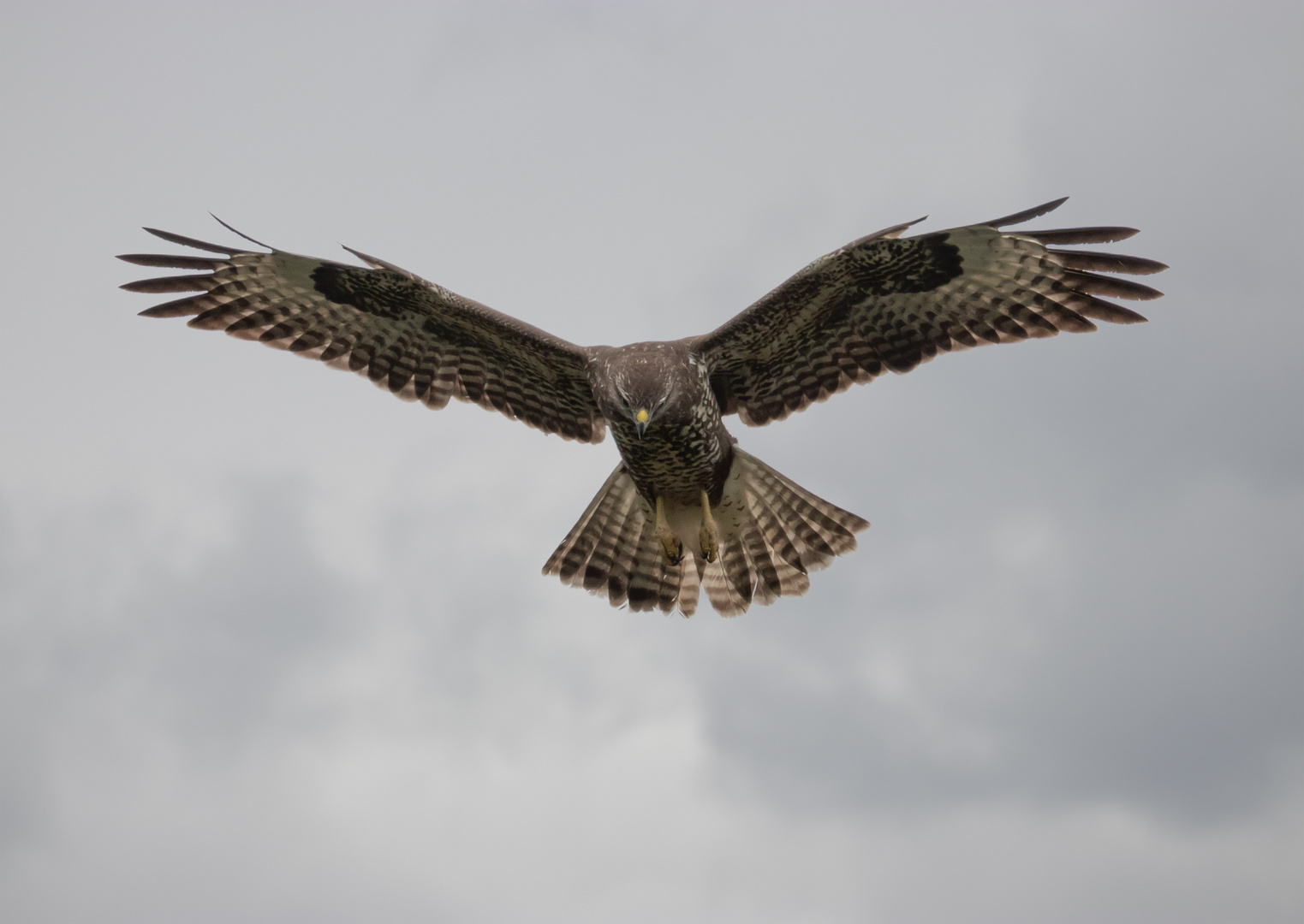 Mäusebussard im Rüttelflug 