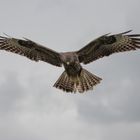 Mäusebussard im Rüttelflug 