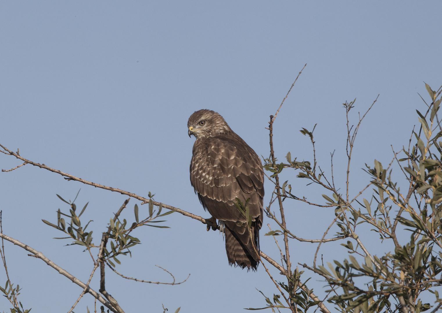 mäusebussard im Scharnhauser Park