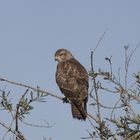 mäusebussard im Scharnhauser Park