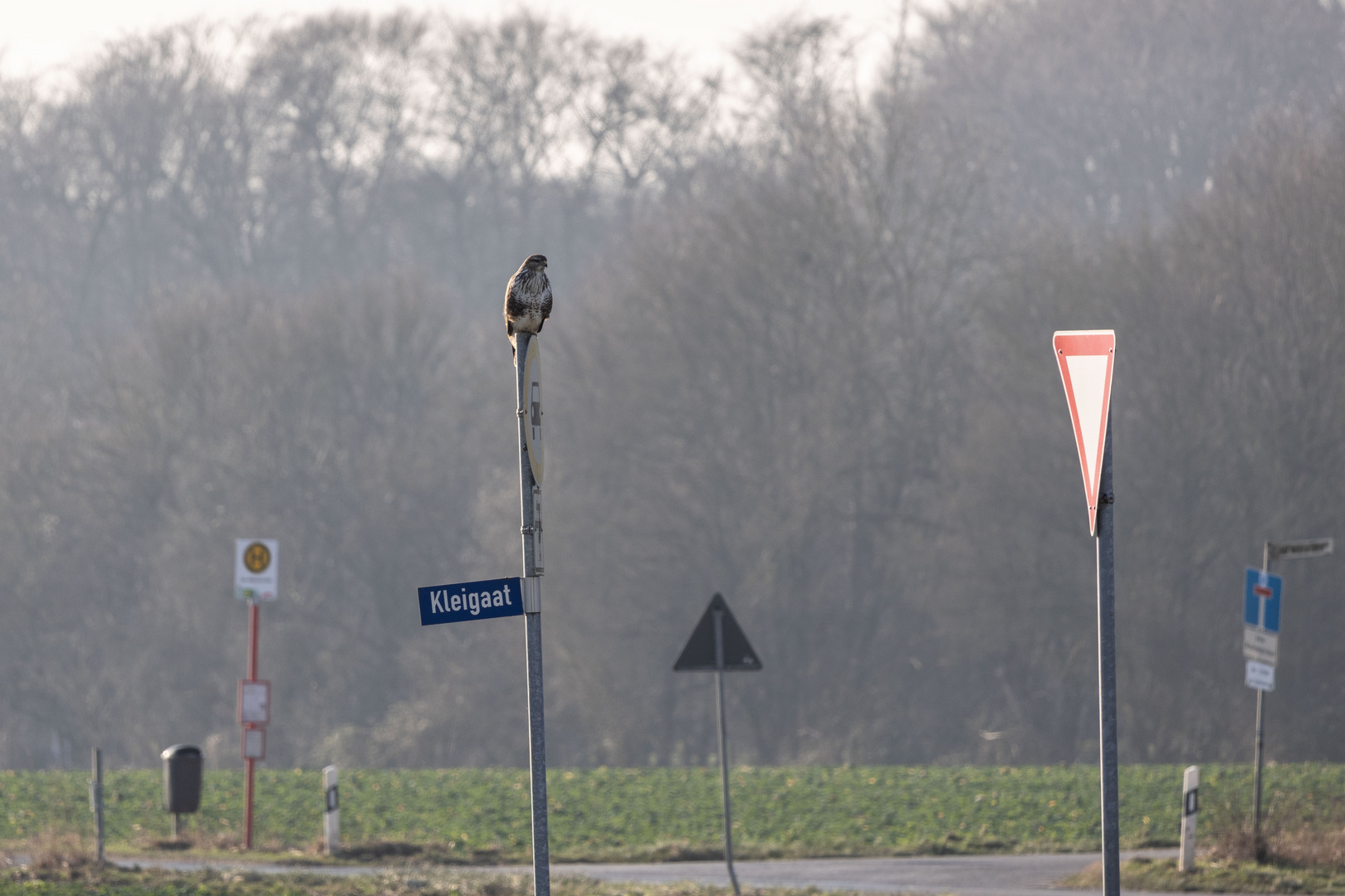 Mäusebussard im Schilderwald