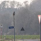 Mäusebussard im Schilderwald