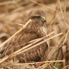 Mäusebussard im Schilf