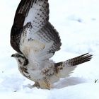 mäusebussard im Schnee