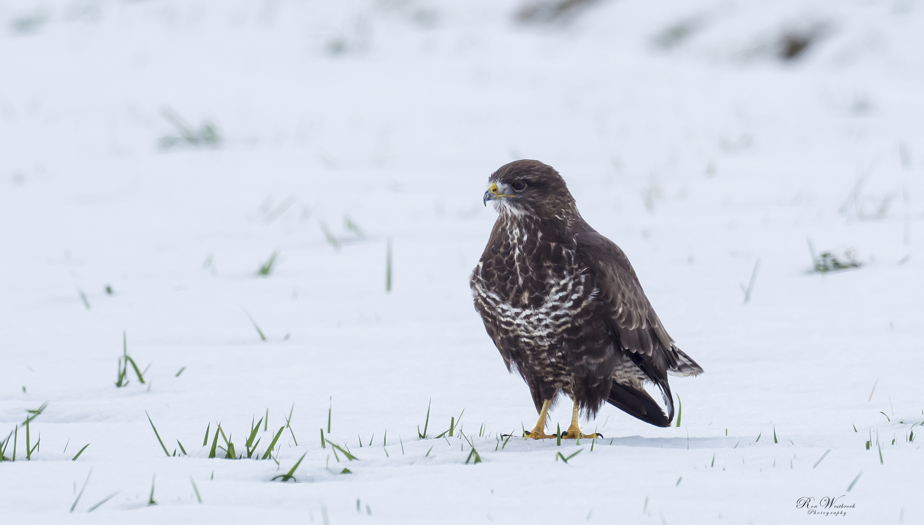 Mäusebussard Im Schnee