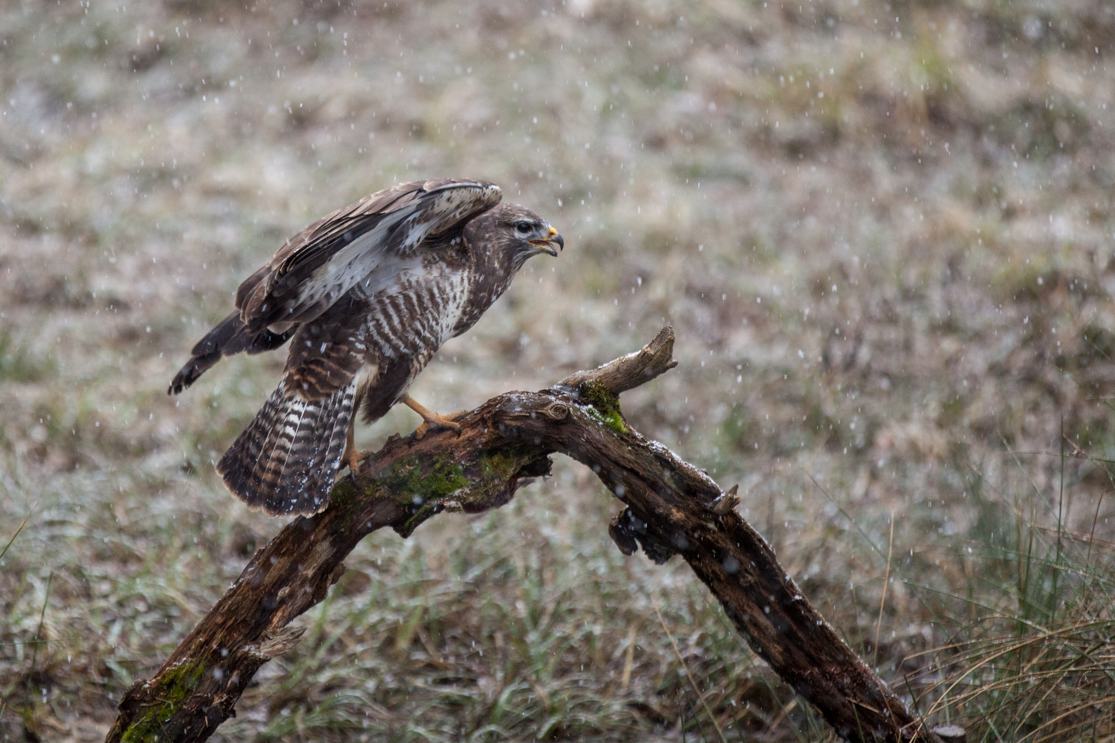 Mäusebussard im Schnee