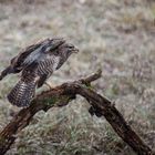 Mäusebussard im Schnee