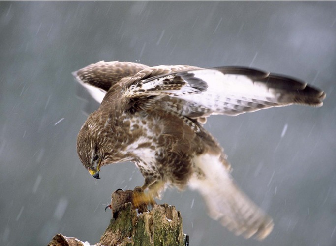 Mäusebussard im Schneesturm