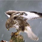 Mäusebussard im Schneesturm