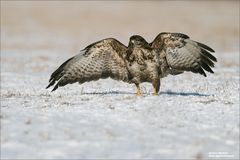 Mäusebussard im schönen Licht