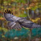 Mäusebussard im Segelmodus