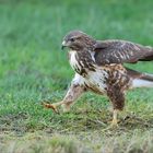 Mäusebussard im Stechschritt :-)