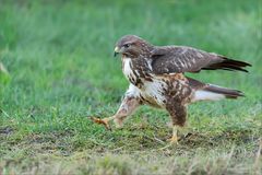 Mäusebussard im Stechschritt :-)