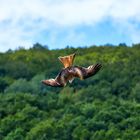 Mäusebussard im Sturzflug