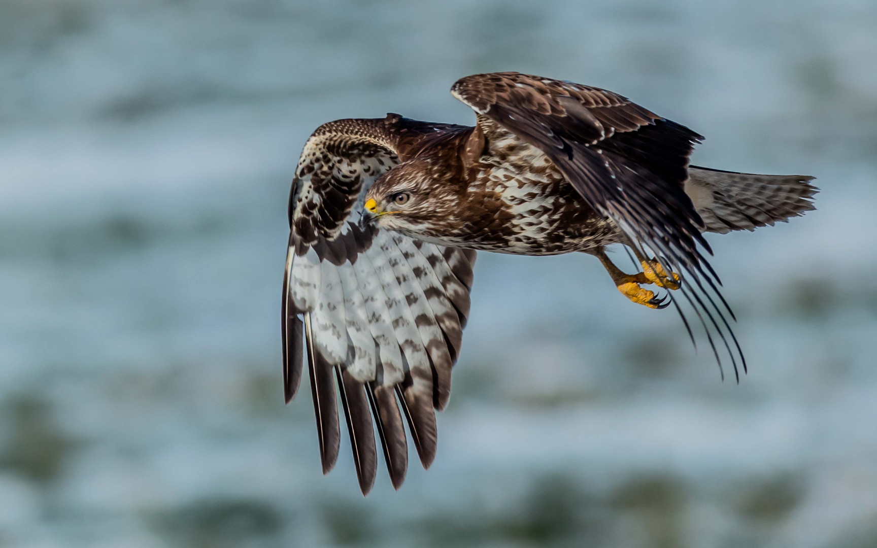 Mäusebussard im Tiefflug