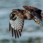 Mäusebussard im Tiefflug