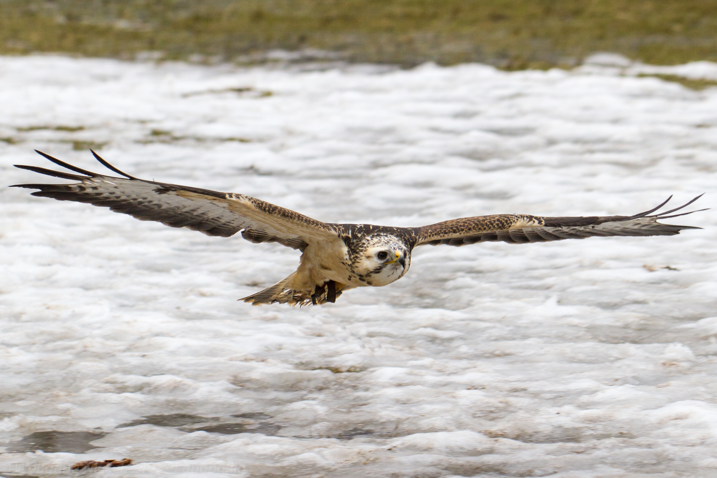 Mäusebussard im Tiefflug