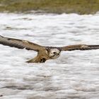 Mäusebussard im Tiefflug