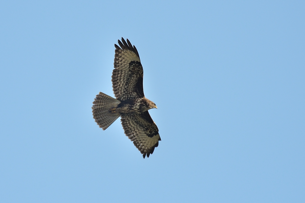 Mäusebussard im Überflug