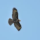 Mäusebussard im Überflug