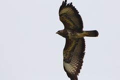 -Mäusebussard im Überflug