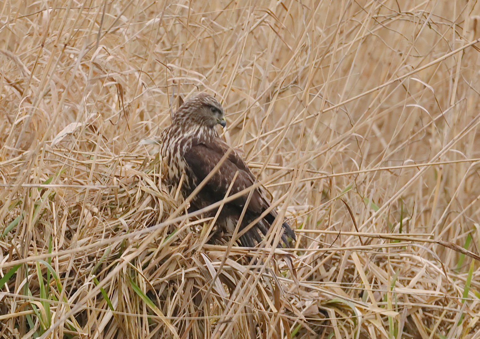 Mäusebussard im Ufersaum