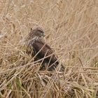 Mäusebussard im Ufersaum