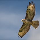 Mäusebussard im Vorbeiflug 2