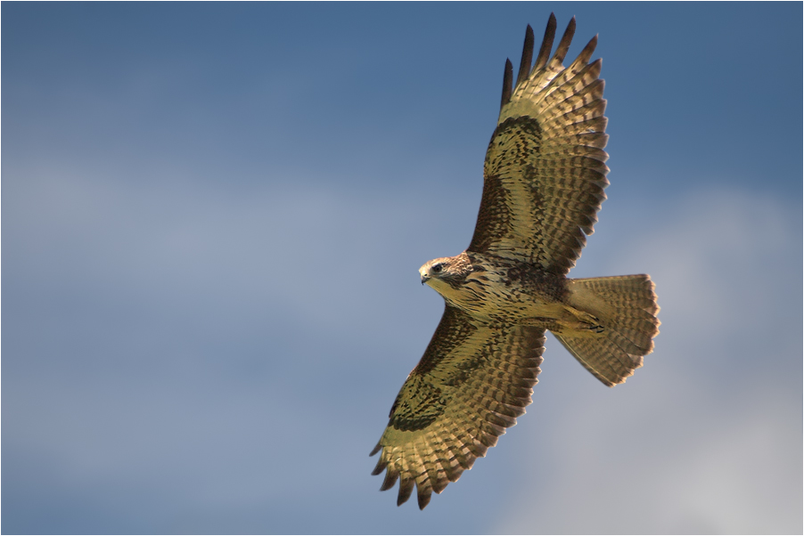 Mäusebussard im Vorbeiflug 2