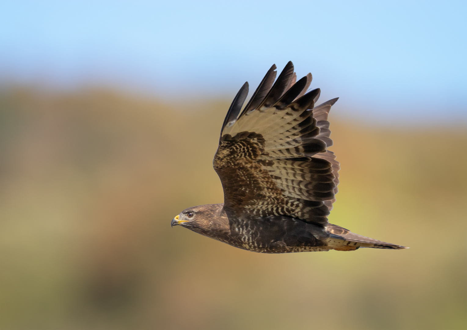 Mäusebussard im Vorbeiflug 