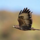 Mäusebussard im Vorbeiflug 